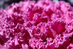 Brassica Oleracea ‘Chidori Red’ Flowering Kale