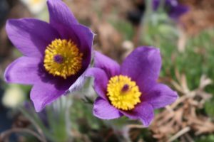 Pulsatilla vulgaris Pasque Flower