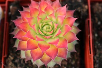 Sempervivum Gold Nugget