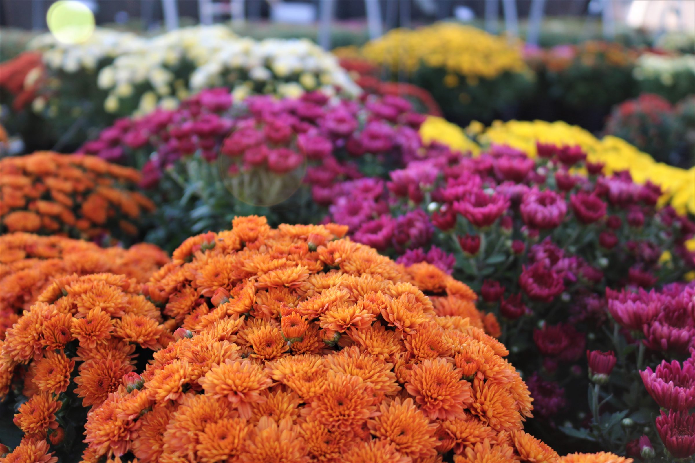 #1 Chrysanthemum Assorted (6)