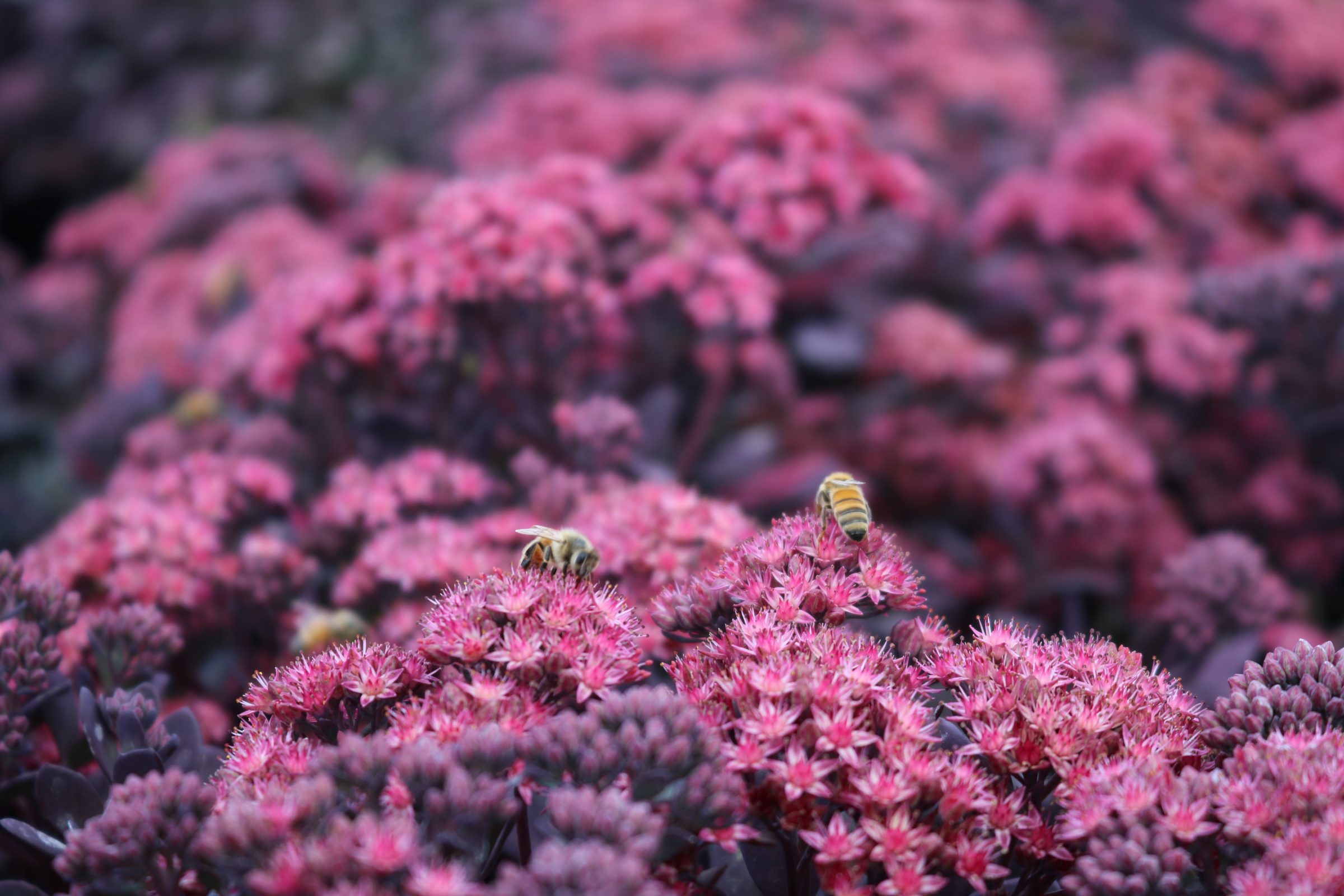 #1 Sedum Plum Dazzled