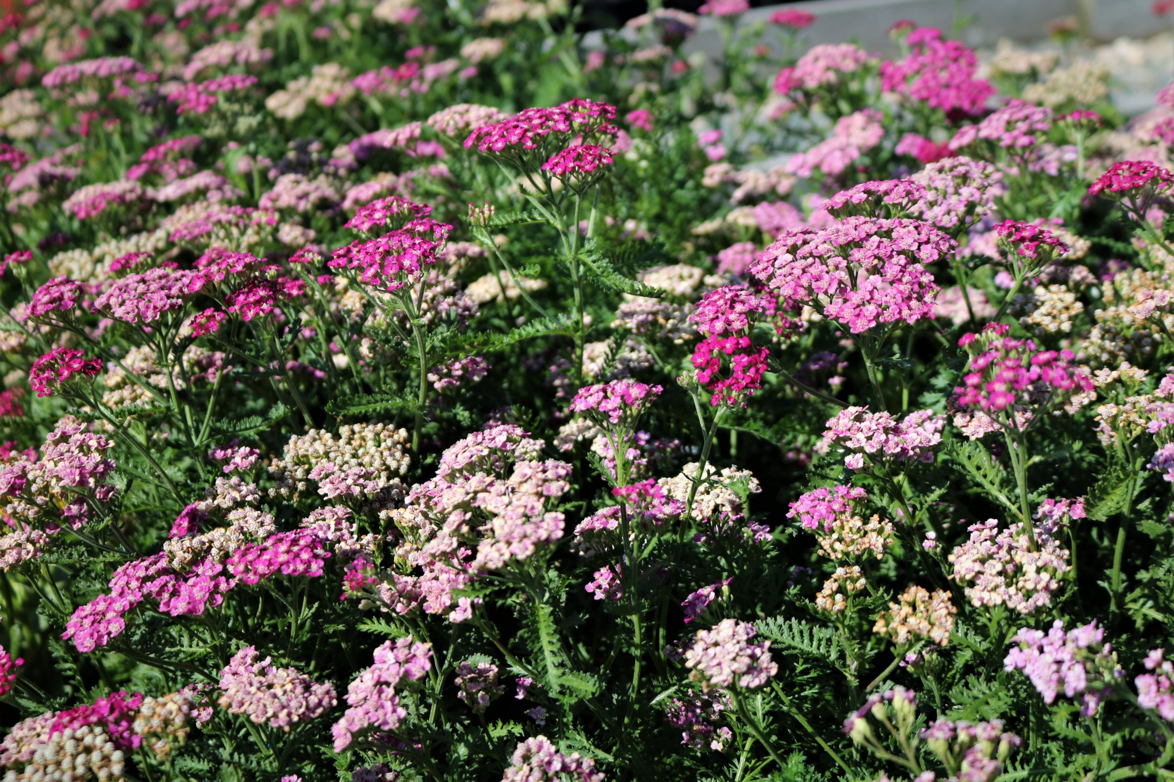 #1 Achillea New Vintage Violet