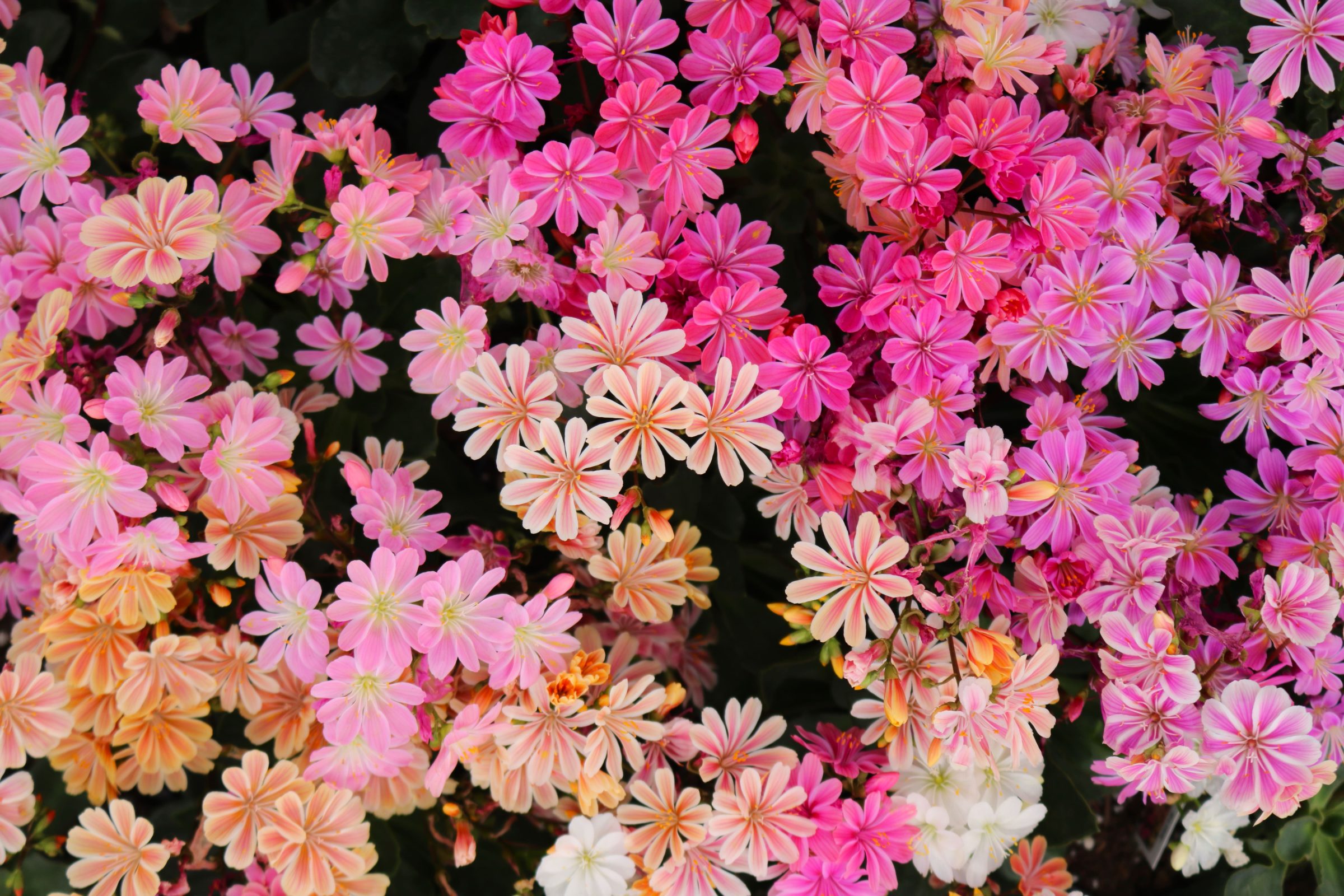 4.5 Lewisia Elise