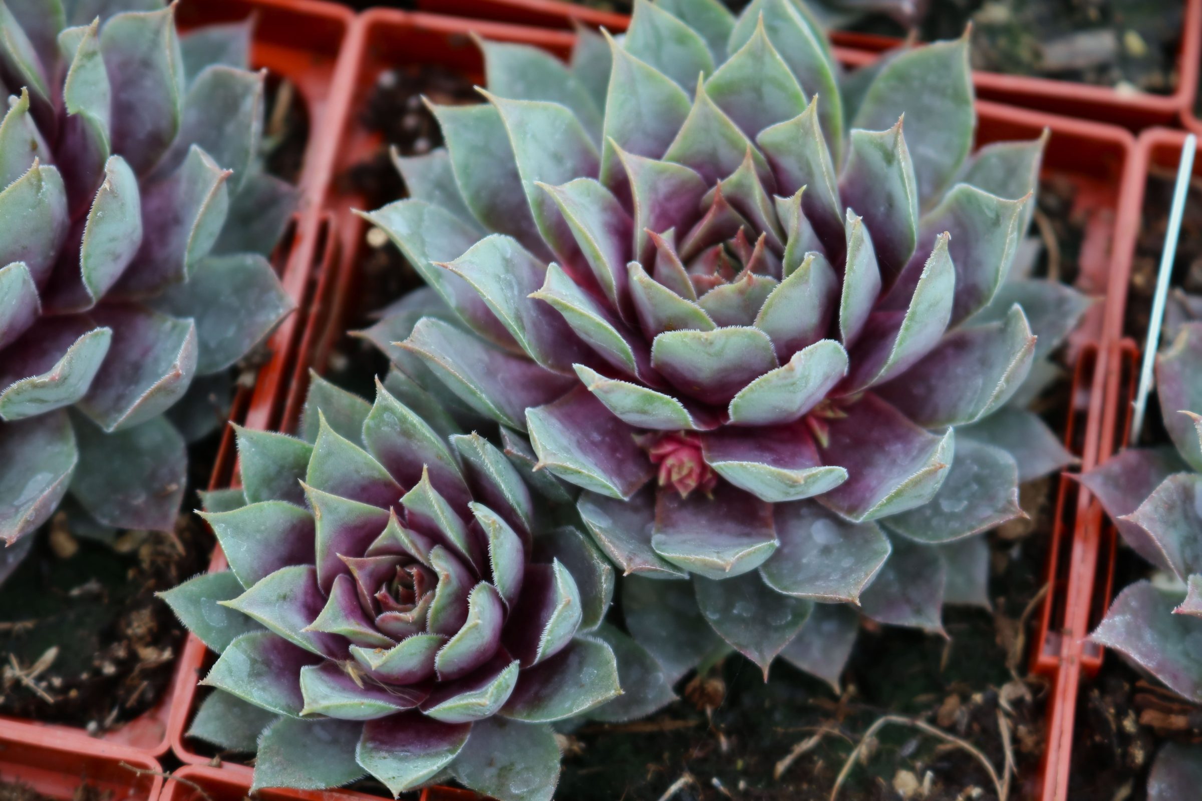 3.5 Sempervivum Purple Passion