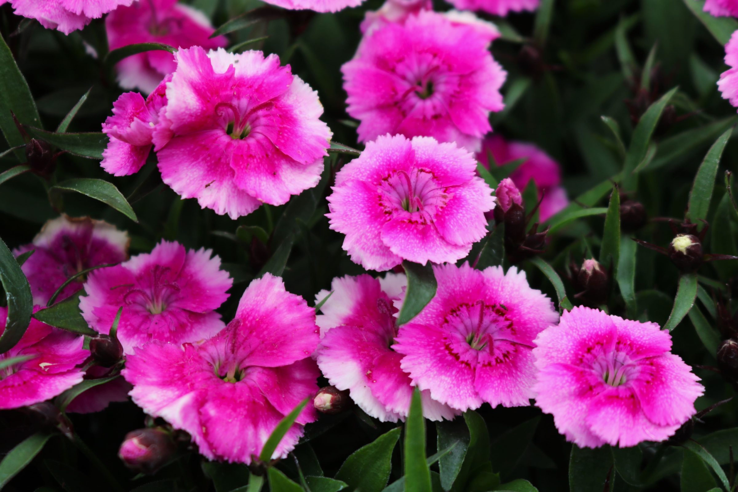 Dianthus Olivia Wilde