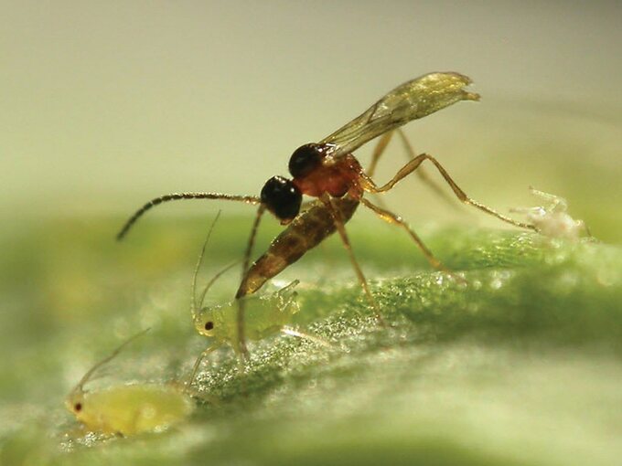 Close-up of an Aphidius wasp on a leaf beside an aphid