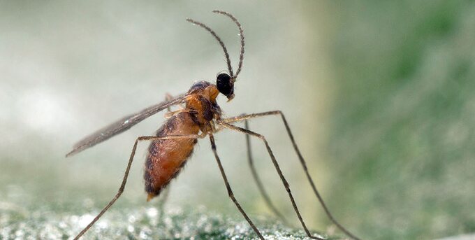 An adult Aphidoletes midge with long legs resting on a leaf
