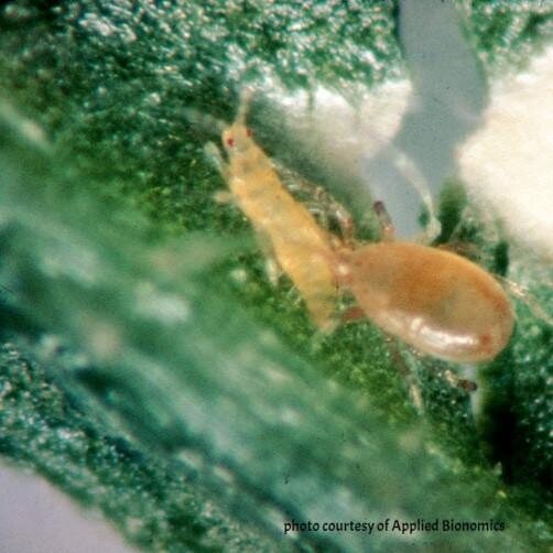 An Amblyseius cucumeris predatory mite on a leaf surface
