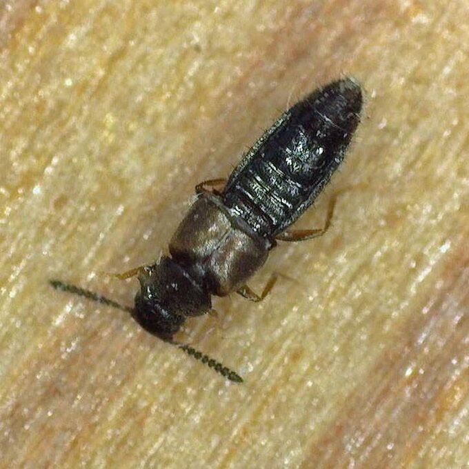 A Dalotia rove beetle, dark and elongated, on sandy ground