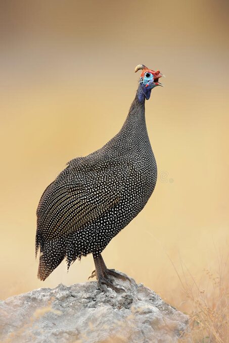 A guinea fowl perched on a rock