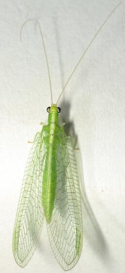 A green lacewing with translucent veined wings