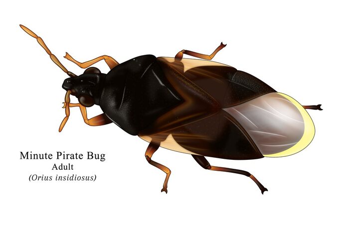 An Orius minute pirate bug, a small black and white predatory insect