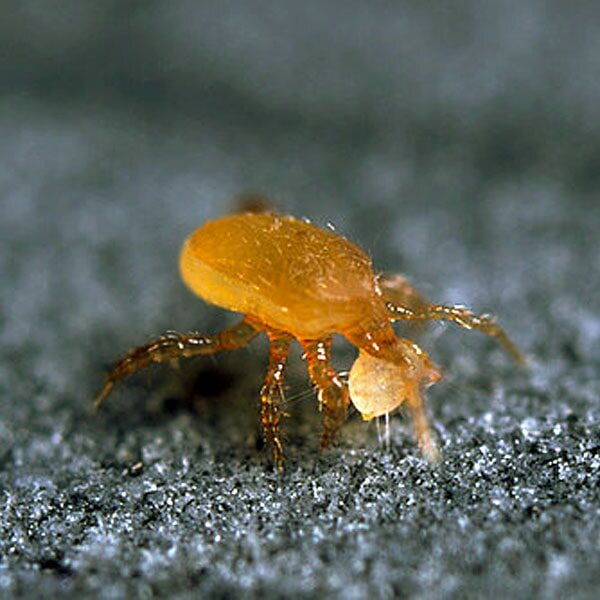 A Stratiolaelaps soil mite, orange-brown, on grey soil