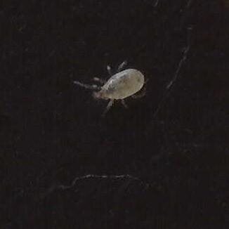 An Amblyseius swirskii predatory mite, pale and rounded, on a dark surface