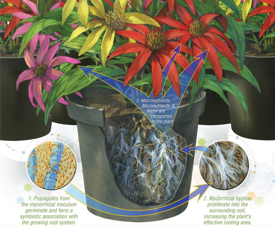 Diagram of a potted plant showing three stages: propagules from the mycorrhizal inoculum germinate and form a symbiotic association with the growing root system; mycorrhizal hyphae proliferate into the surrounding soil, increasing the plant's effective rooting area; and macronutrients, micronutrients and water are transported to the plant.