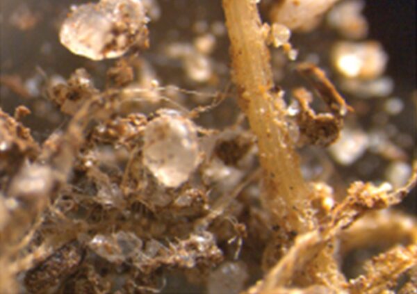 Magnified plant roots colonised by pale mycorrhizal filaments