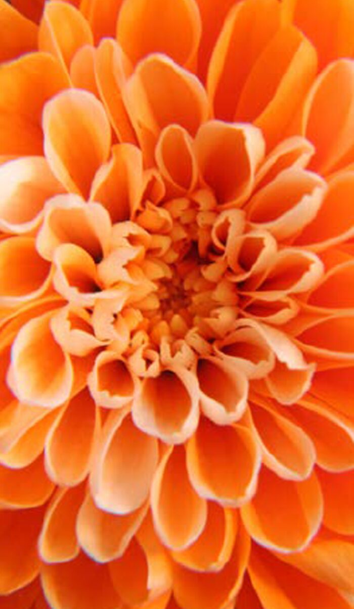 A vivid orange dahlia bloom grown with RootShield