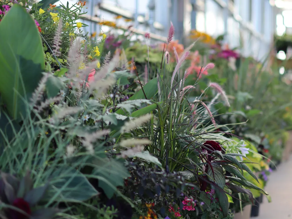 A long row of container plantings with ornamental grasses and flowers inside the greenhouse