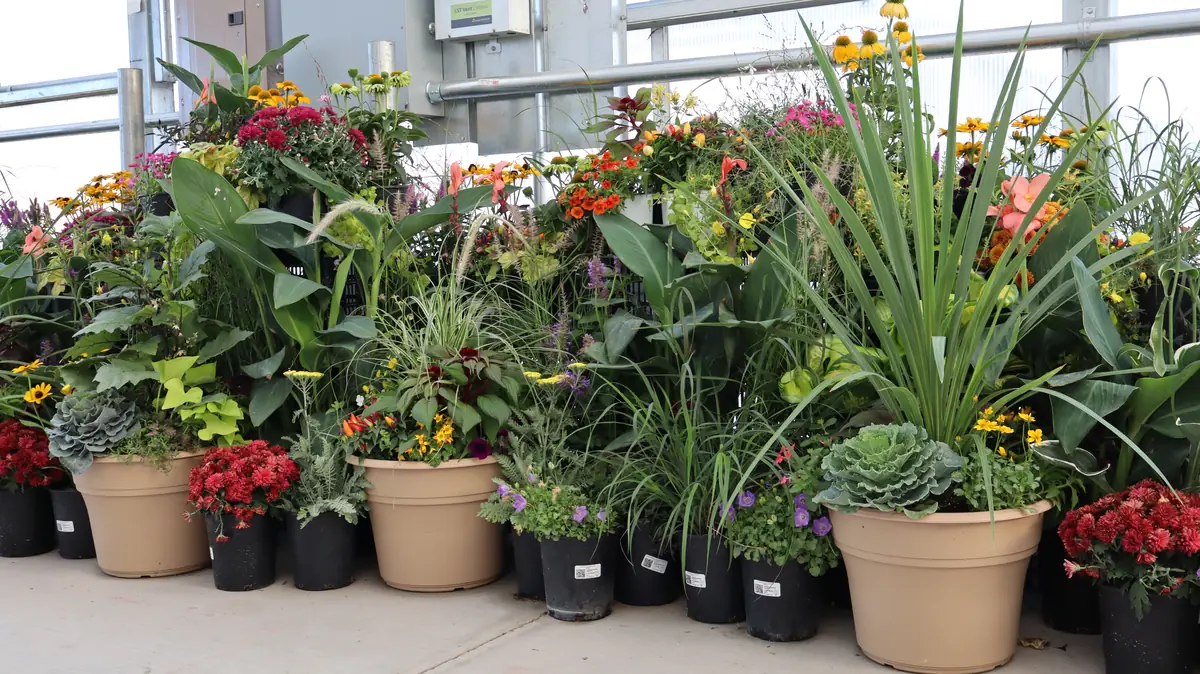 Container arrangements of perennials and grasses