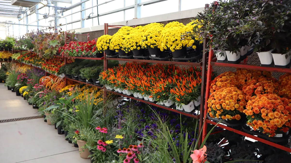Racks of mums and colorful annuals on display
