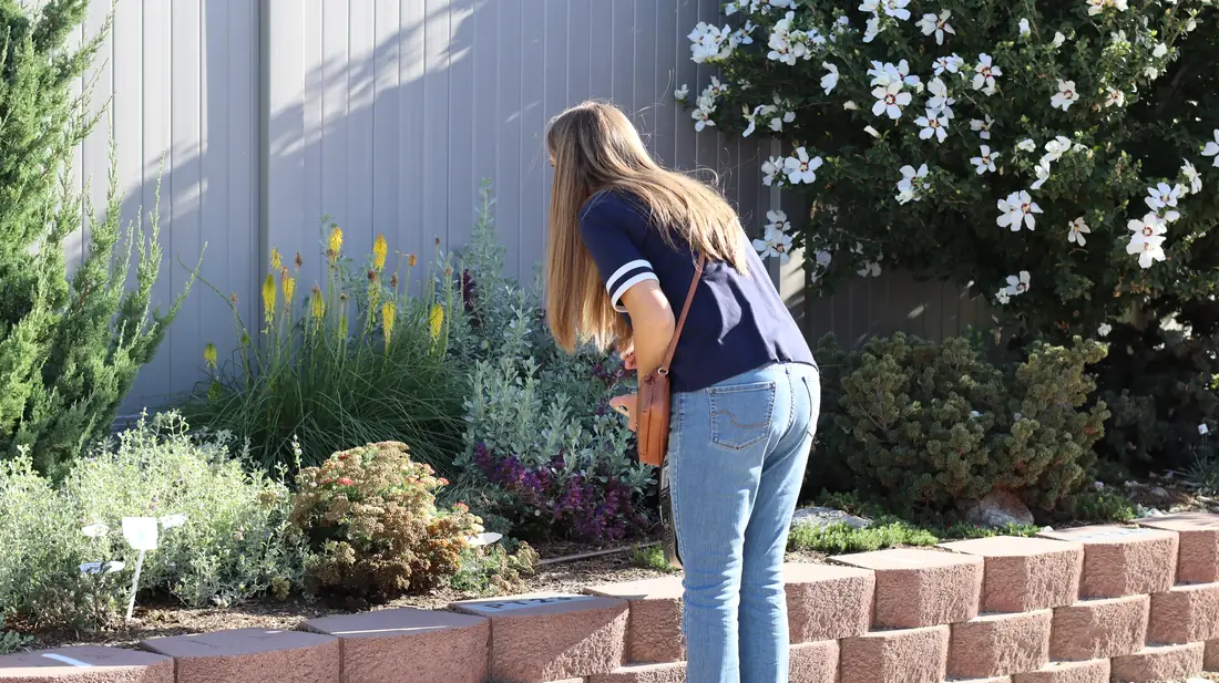 A guest looking closely at plants in the Trial Garden